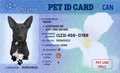 Personalized Pet ID Tag